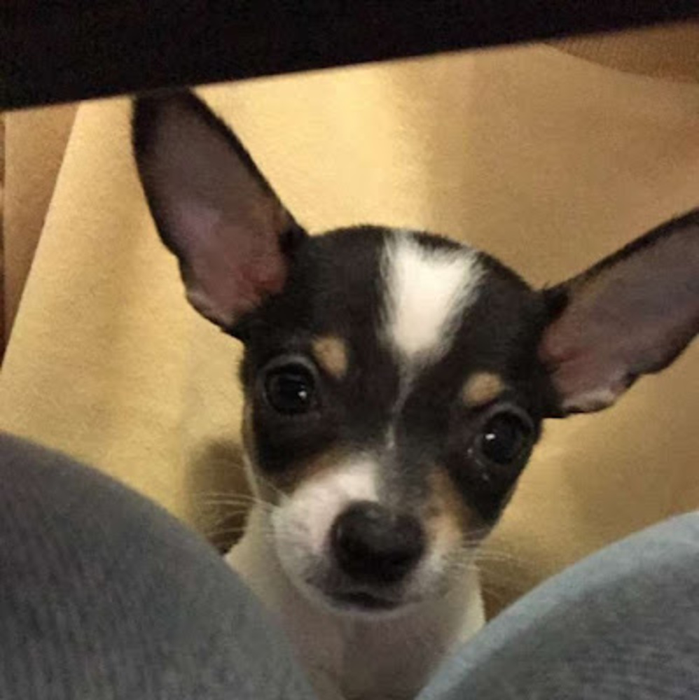 Meet your Posher, Allie